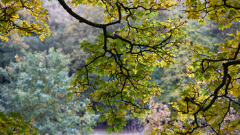 This landscape photograph captures tree branches covered in early autumn leaves during the early afternoon. The leaves display shades of green and yellow, indicating the seasonal transition, while additional foliage and trees are visible in the background. The scene is set in a natural woodland environment in autumn, with soft daylight illuminating the leaves and branches. The image does not feature any well known landmarks.